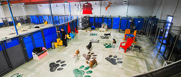 doggy day care salt lake city